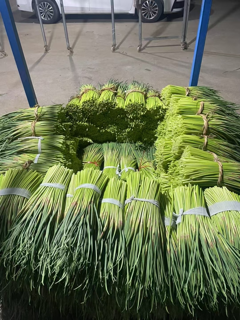 邳州蒜薹优质红帽蒜薹上市产地直供量大从优价格实惠