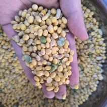 脱皮黄豆，高蛋白豆瓣，豆制品首选