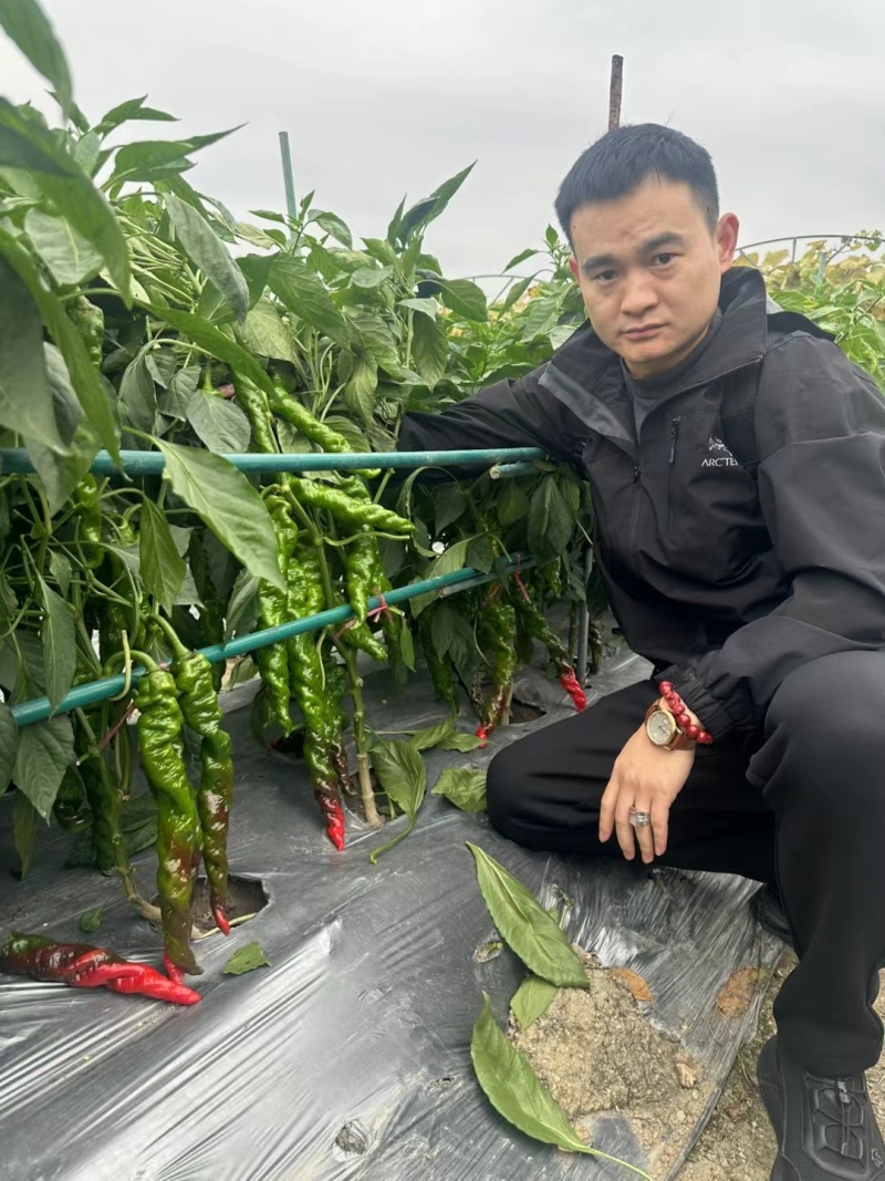 螺丝椒种子中旱熟绿皮辣椒种子腊味浓郁厂家包邮直发