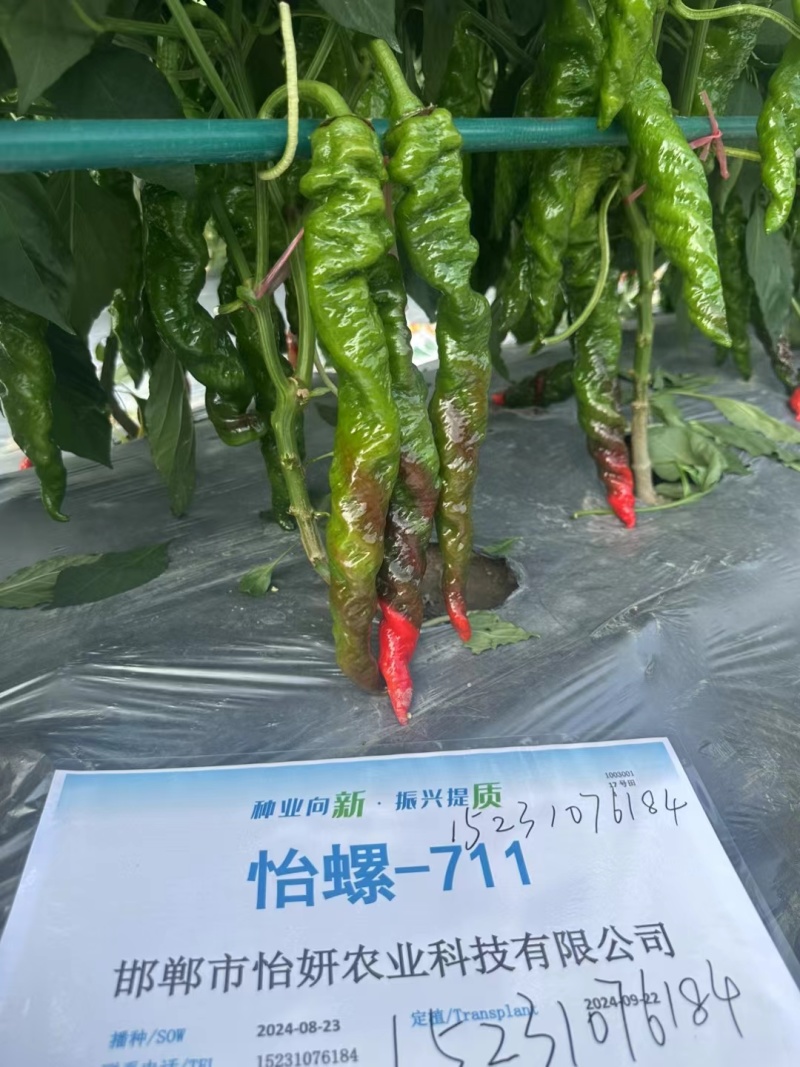 螺丝椒种子中旱熟绿皮辣椒种子腊味浓郁厂家包邮直发