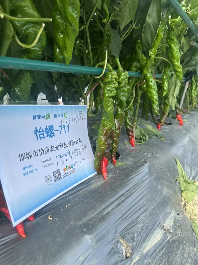 螺丝椒种子中旱熟绿皮辣椒种子腊味浓郁厂家包邮直发