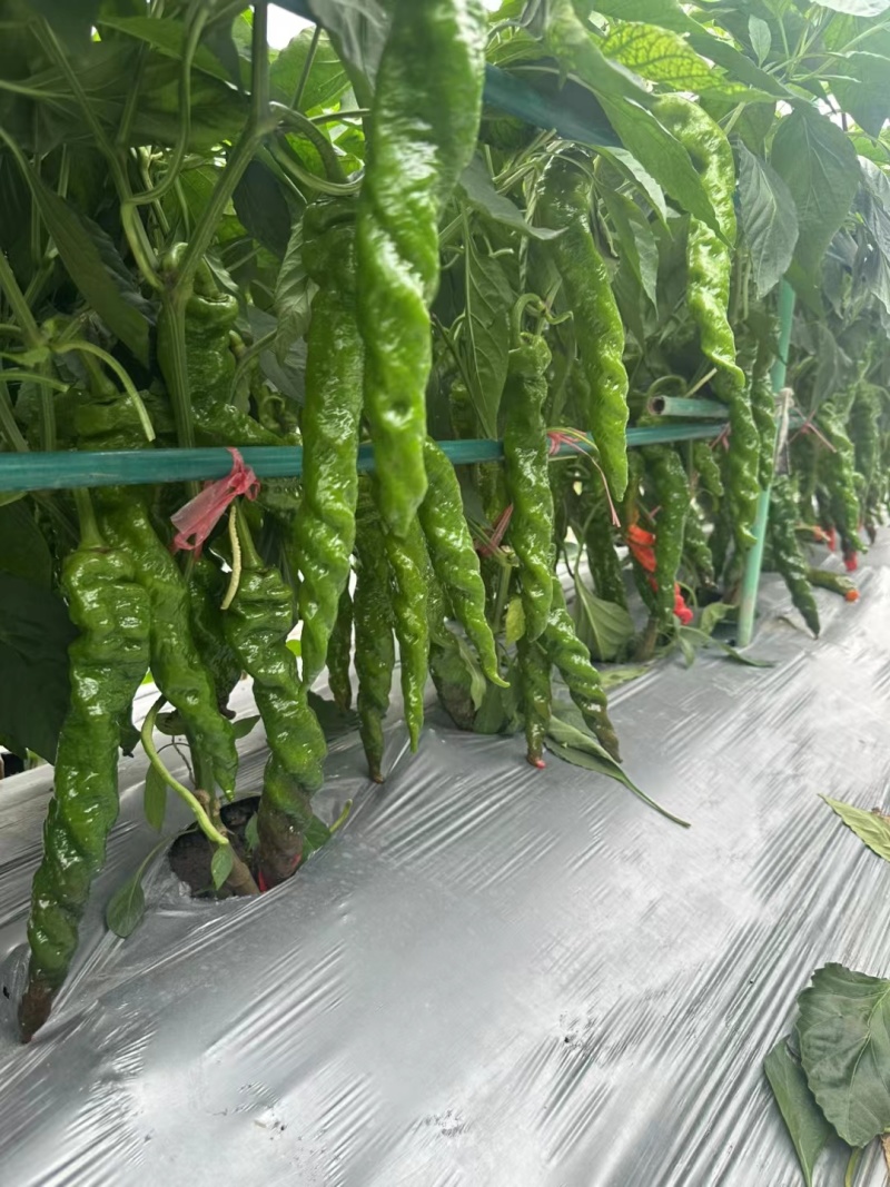 螺丝椒种子中旱熟绿皮辣椒种子腊味浓郁厂家包邮直发