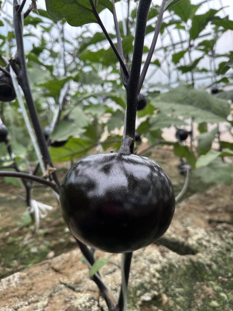 祥茄紫圆茄子种子早熟大果紫黑圆果茄子种子包邮