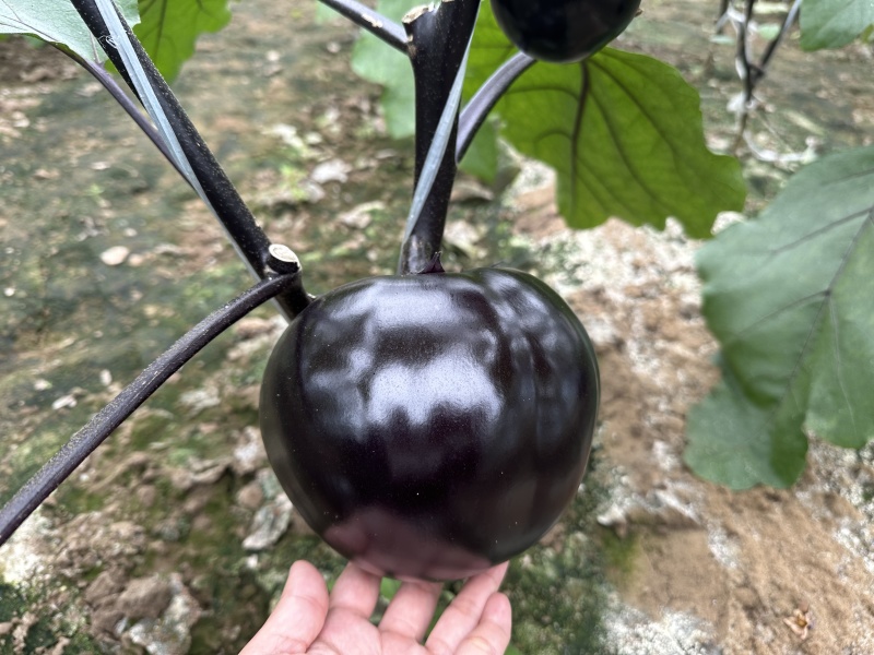 祥茄紫圆茄子种子早熟大果紫黑圆果茄子种子包邮