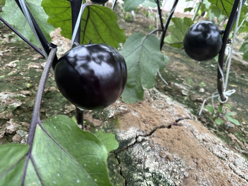 祥茄紫圆茄子种子早熟大果紫黑圆果茄子种子包邮