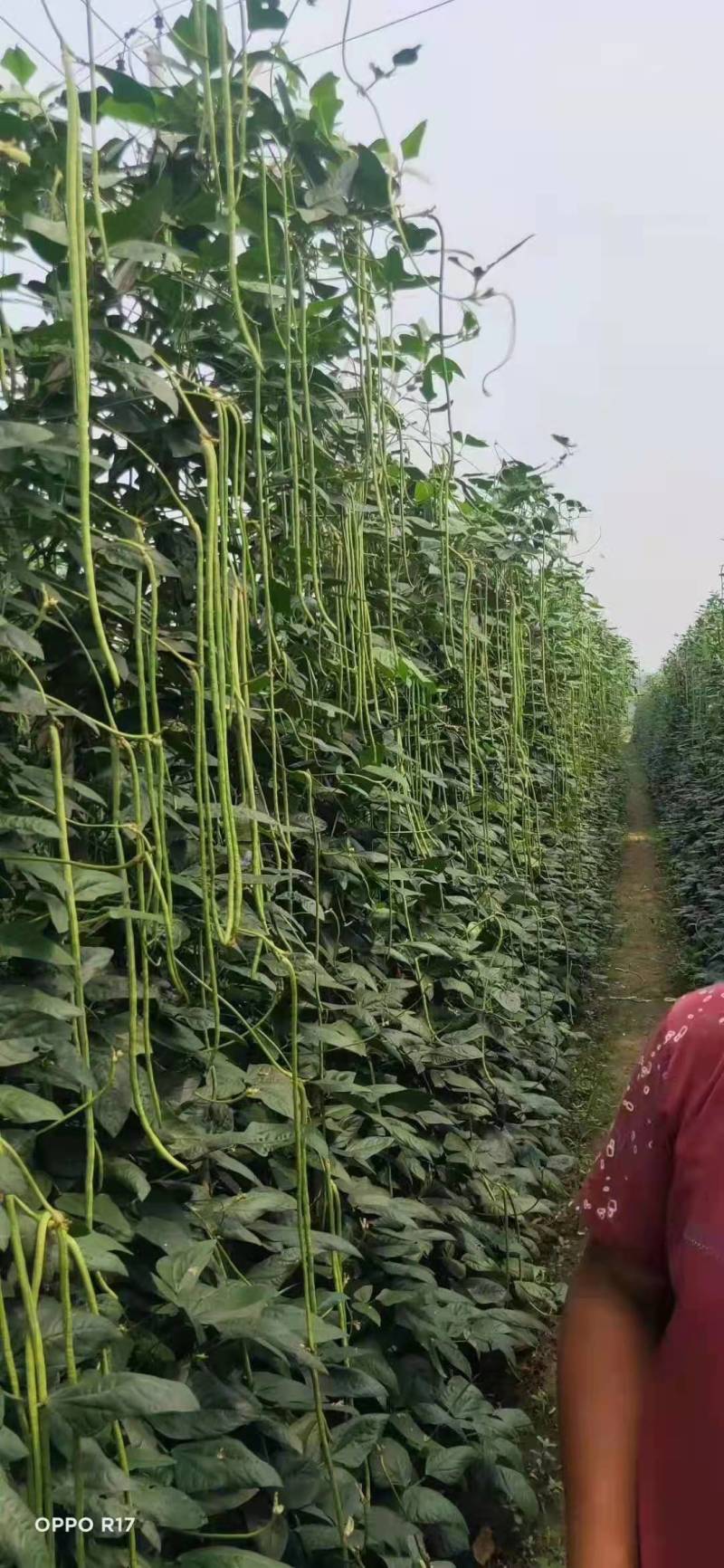 靓豆豆角豇豆种子中早熟翠绿长豆角种子厂家直销