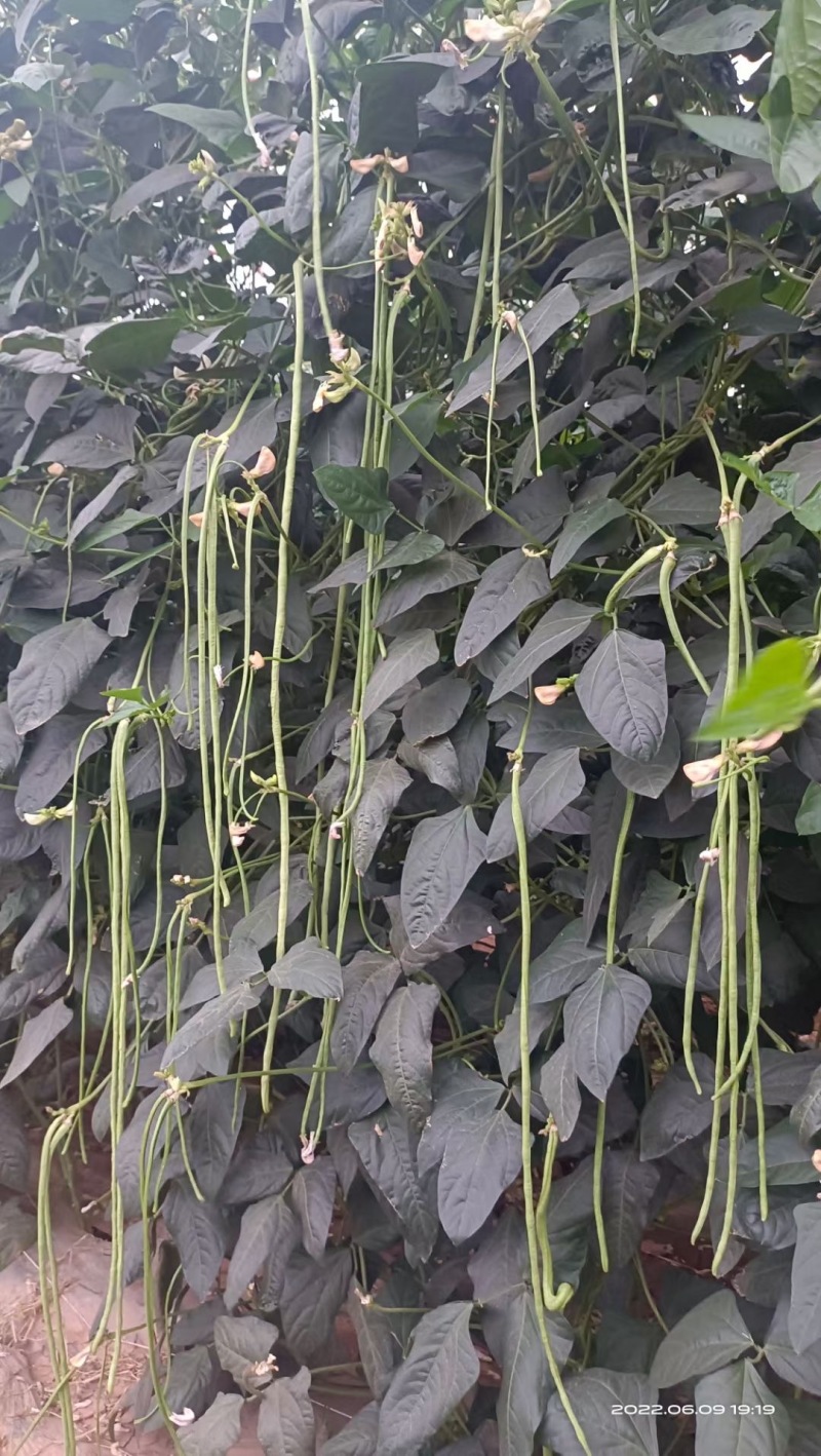 靓豆豆角豇豆种子中早熟翠绿长豆角种子厂家直销