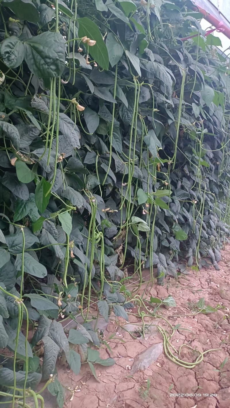 靓豆豆角豇豆种子中早熟翠绿长豆角种子厂家直销