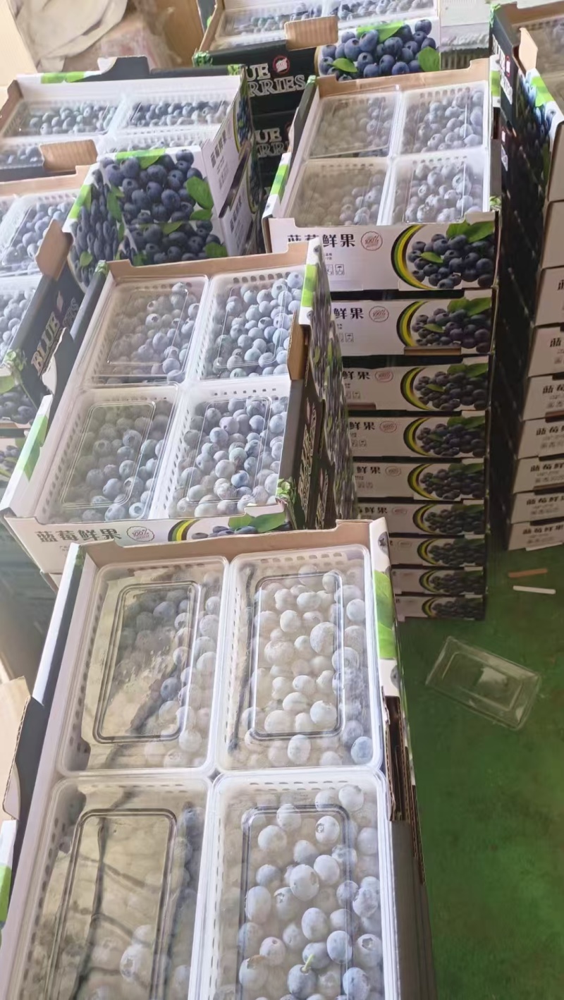 江苏省蓝莓大量供货一手货源质量保证全国商超社区发