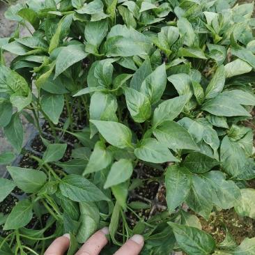 各种蔬菜苗