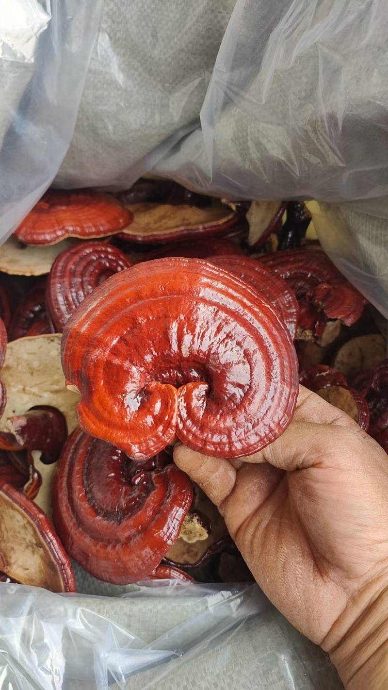 泰山赤灵芝红灵芝短柄赤芝仿野生种植
