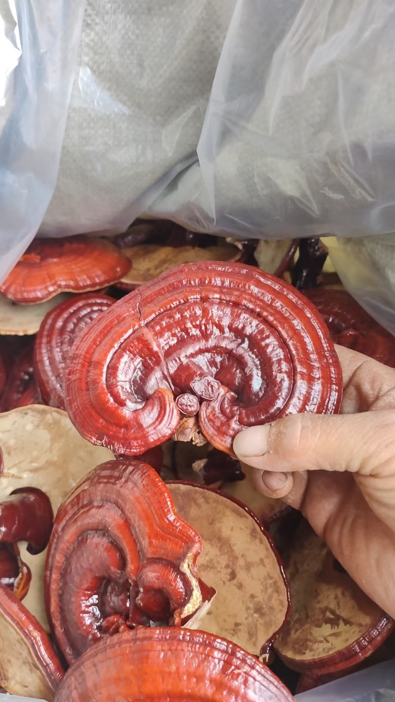 泰山赤灵芝红灵芝短柄赤芝仿野生种植