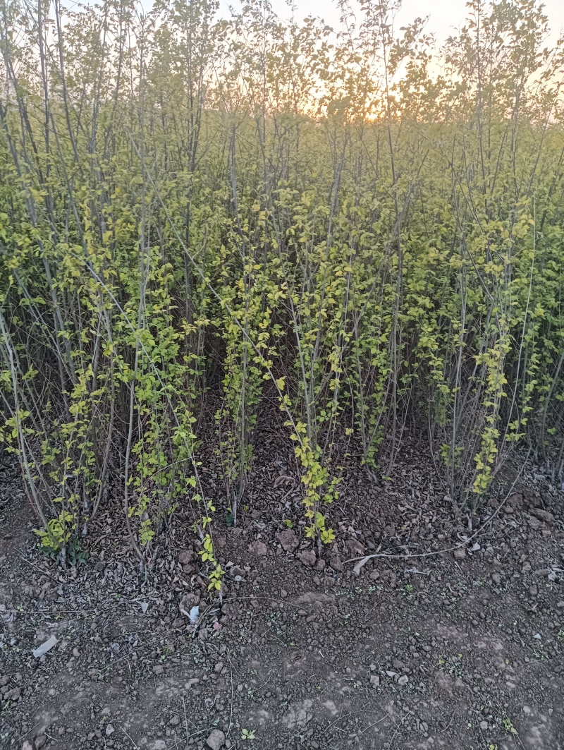 防风固沙金叶榆