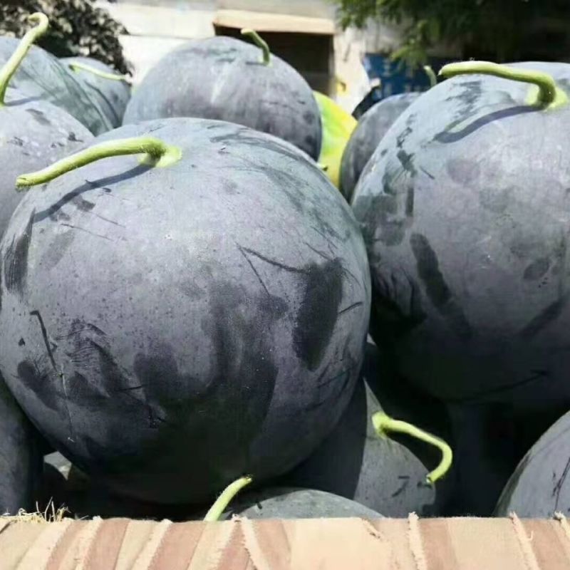 美金无籽菠萝蜜西瓜种子新疆黑皮黄瓤无籽西瓜种籽早熟果皮薄