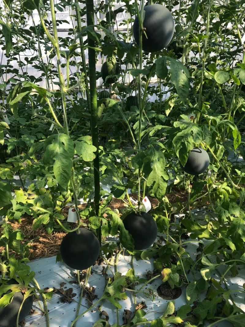 美金无籽菠萝蜜西瓜种子新疆黑皮黄瓤无籽西瓜种籽早熟果皮薄
