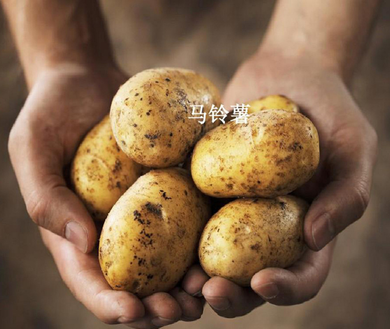黄心土豆新鲜新土豆黄皮土豆洋芋马铃薯黄肉土豆批发