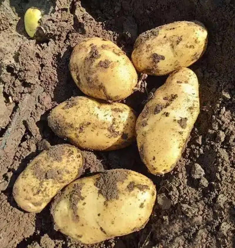 黄心土豆新鲜新土豆黄皮土豆洋芋马铃薯黄肉土豆批发