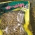 铁皮石斛,铁皮石斛条,霍山铁皮石斛,可以免费打粉