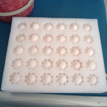 新鲜鸽子蛋
