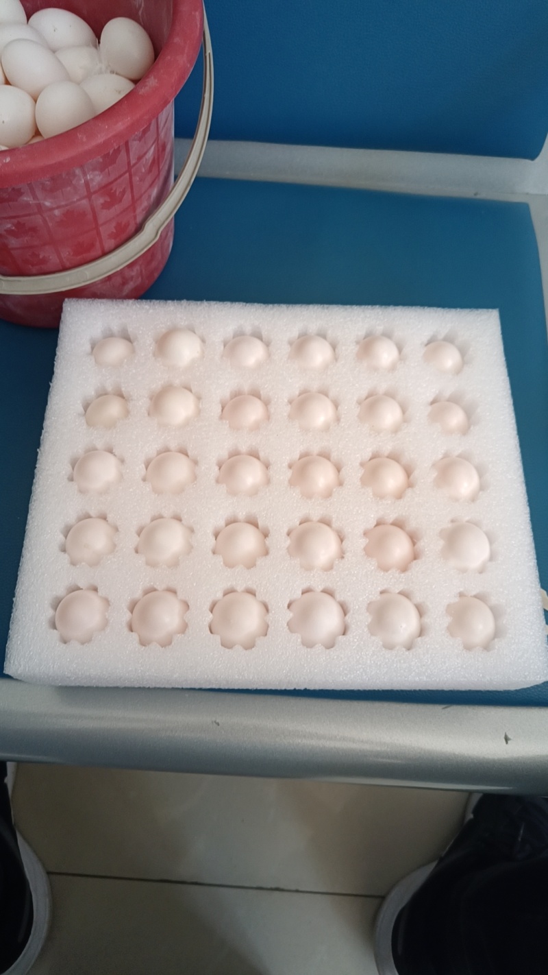新鲜鸽子蛋