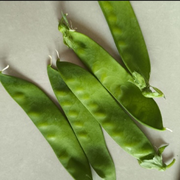 陕西汉中精品荷兰豆大量上市有需要的朋友们快联系了