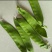 陕西汉中精品荷兰豆大量上市有需要的朋友们快联系了
