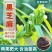 农科院养生黑芝麻种优质非转基因高产四季春秋五谷杂粮黑芝麻
