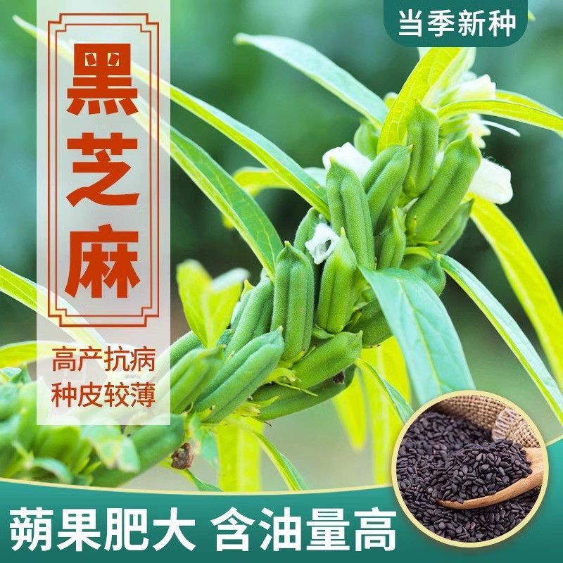 农科院养生黑芝麻种优质非转基因高产四季春秋五谷杂粮黑芝麻