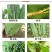 10%联苯噻虫胺蚜虫杀虫剂果树蔬菜正品10%联苯噻虫胺