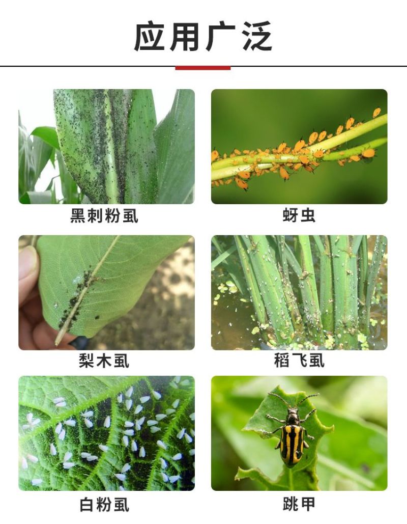 10%联苯噻虫胺蚜虫杀虫剂果树蔬菜正品10%联苯噻虫胺