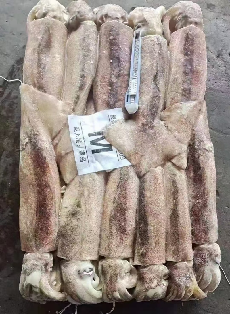 整条鱿鱼鱿鱼原条大鱿鱼整条鱿鱼20斤/件