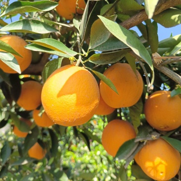 秭归夏橙米奈夏橙大量上市对接电商社团批发商超出口