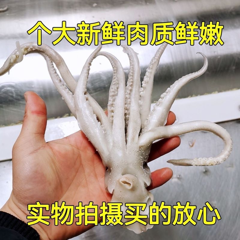 鱿鱼头新鲜速冻鱿鱼头鱿鱼须铁板烧烤火锅食材