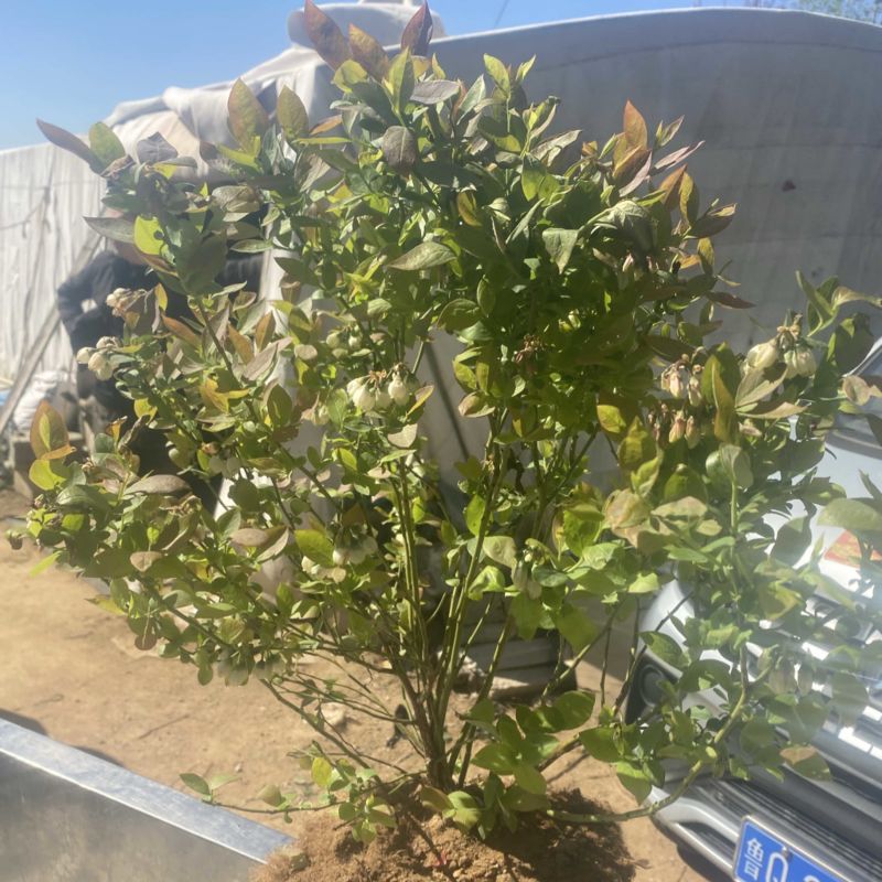L25蓝莓盆栽，带土球发货，当年种植当年挂果，包邮包活