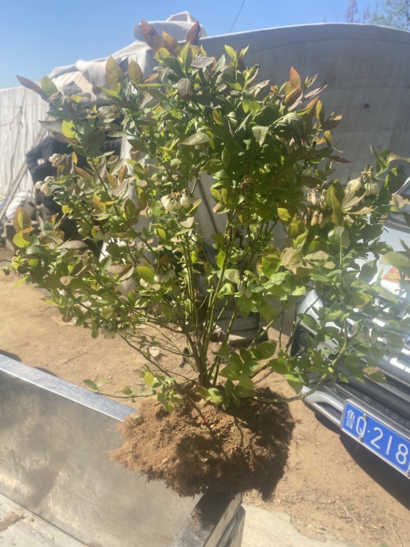 L25蓝莓盆栽，带土球发货，当年种植当年挂果，包邮包活