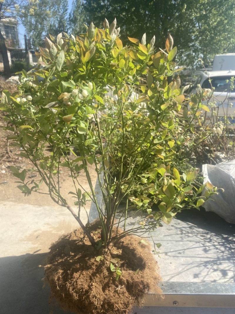 L25蓝莓盆栽，带土球发货，当年种植当年挂果，包邮包活