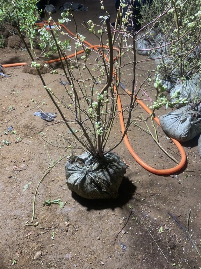 L25蓝莓盆栽，带土球发货，当年种植当年挂果，包邮包活