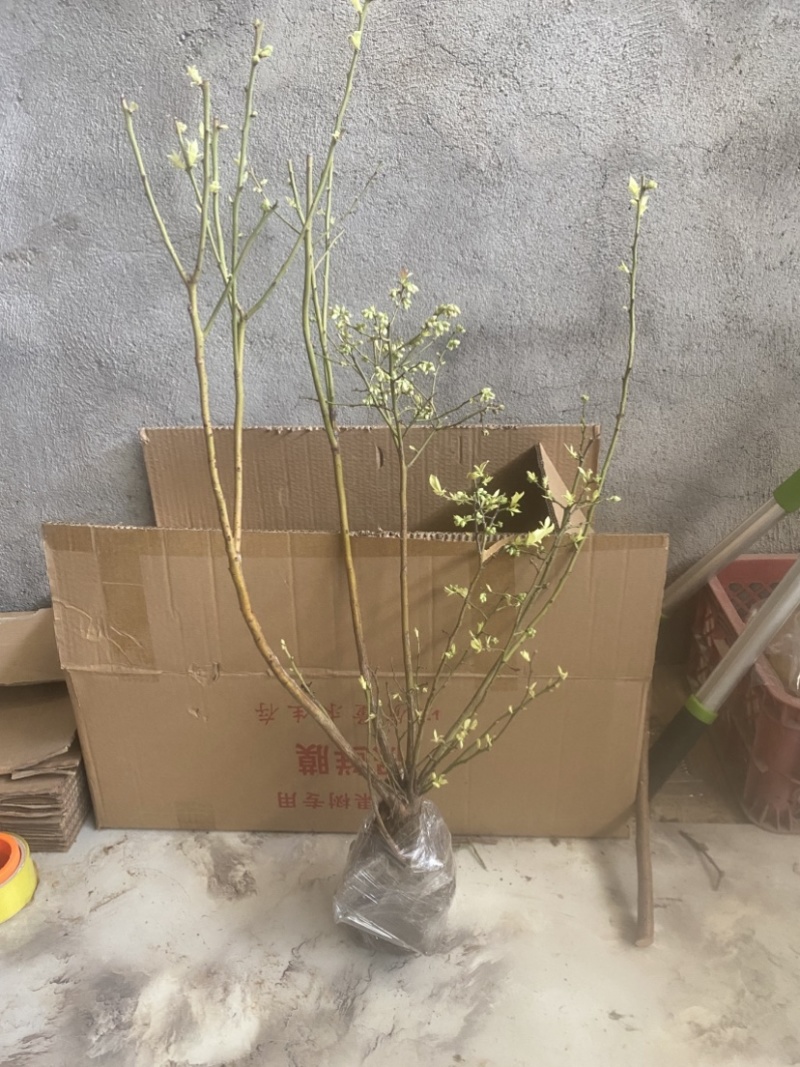 L25蓝莓盆栽，带土球发货，当年种植当年挂果，包邮包活