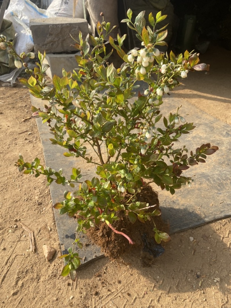 L25蓝莓盆栽，带土球发货，当年种植当年挂果，包邮包活