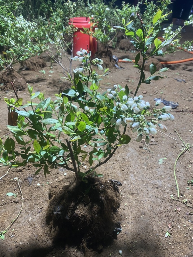 L25蓝莓盆栽，带土球发货，当年种植当年挂果，包邮包活