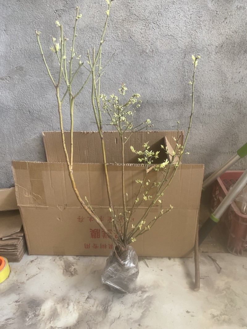 L25蓝莓盆栽，带土球发货，当年种植当年挂果，包邮包活