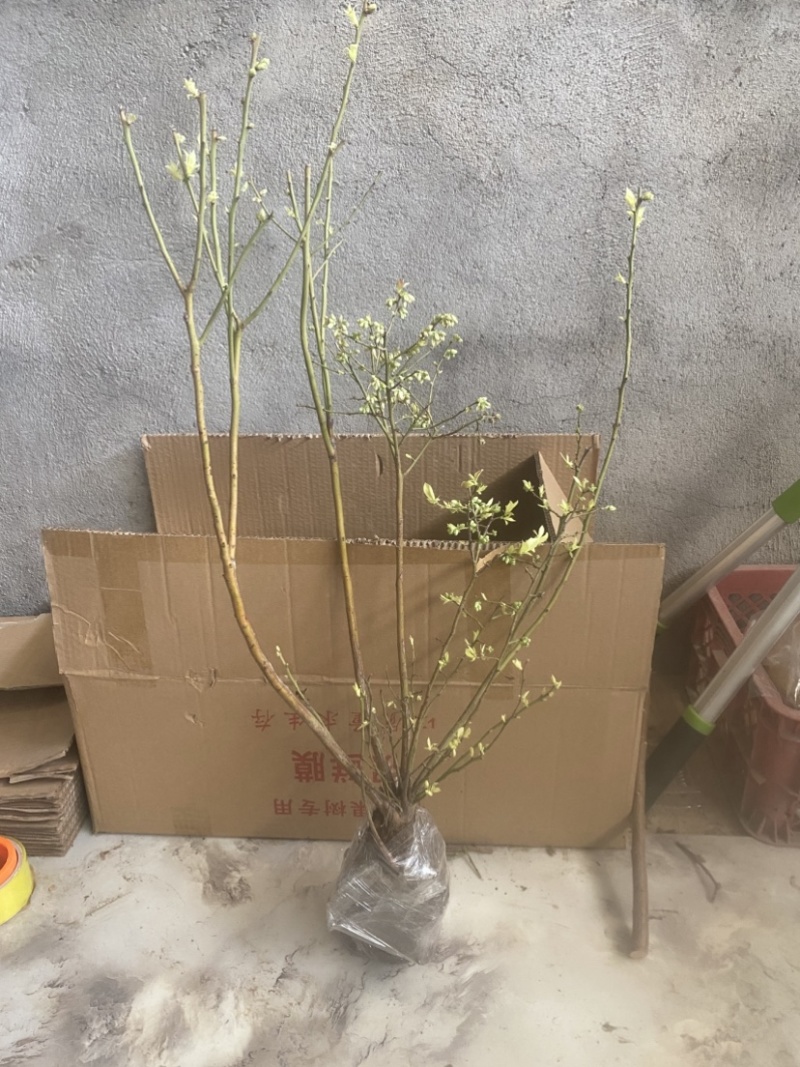 L25蓝莓盆栽，带土球发货，当年种植当年挂果，包邮包活