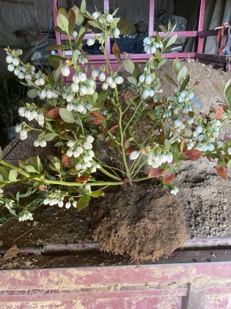L25蓝莓盆栽，带土球发货，当年种植当年挂果，包邮包活