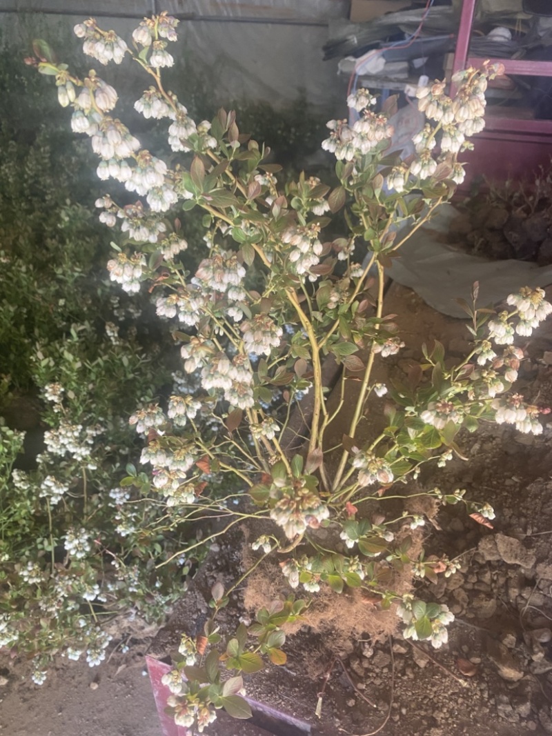 L25蓝莓盆栽，带土球发货，当年种植当年挂果，包邮包活