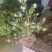 L25蓝莓盆栽，带土球发货，当年种植当年挂果，包邮包活