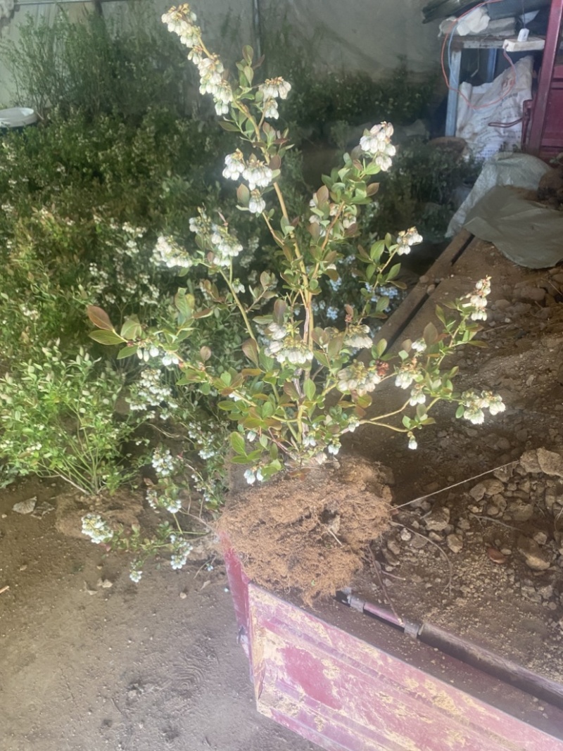 L25蓝莓盆栽，带土球发货，当年种植当年挂果，包邮包活