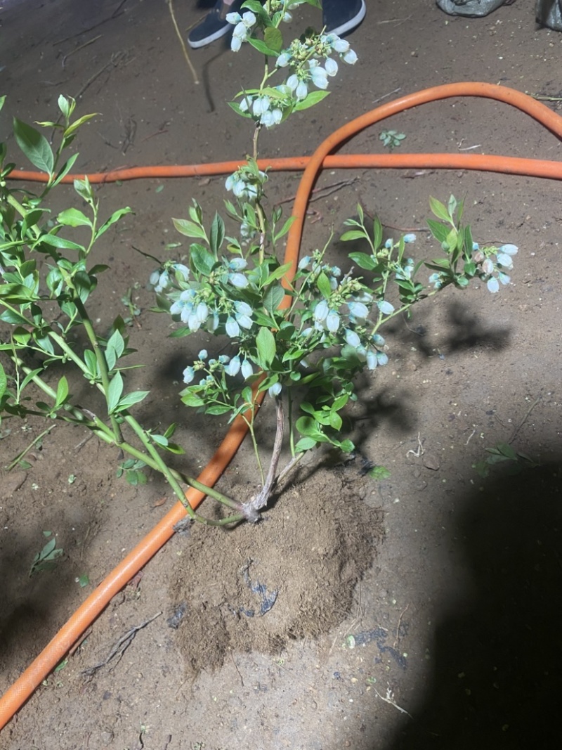 L25蓝莓盆栽，带土球发货，当年种植当年挂果，包邮包活