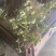 L25蓝莓盆栽，带土球发货，当年种植当年挂果，包邮包活