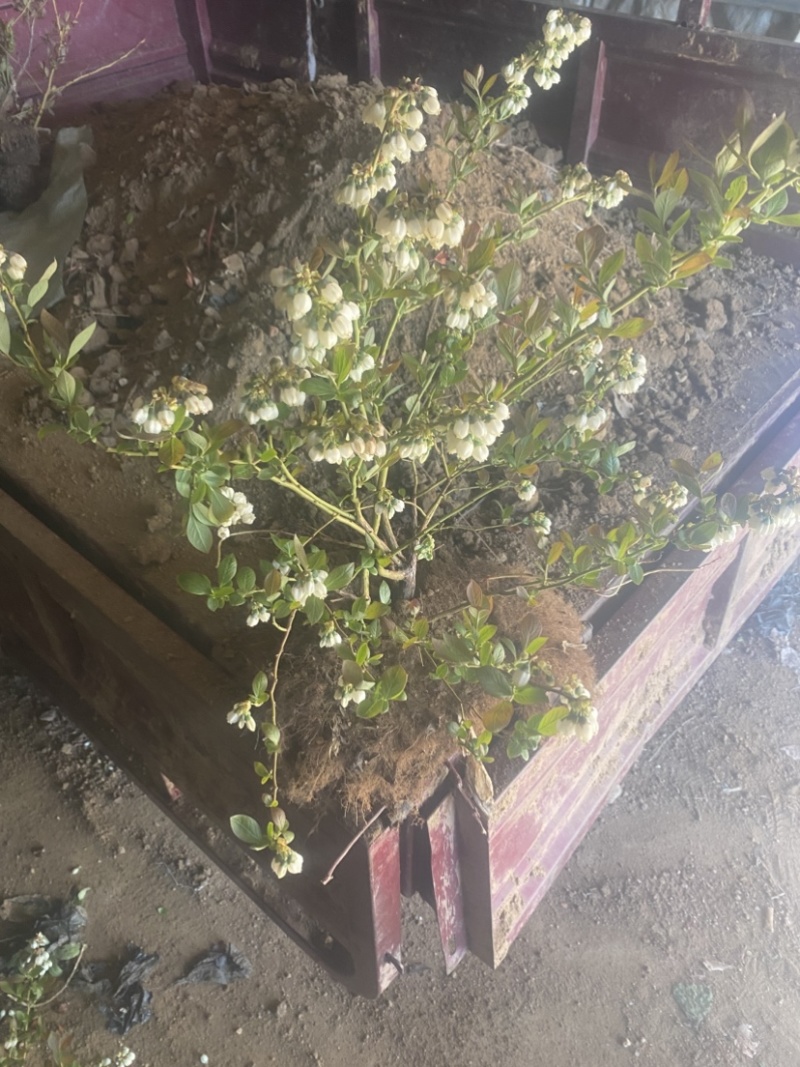 L25蓝莓盆栽，带土球发货，当年种植当年挂果，包邮包活