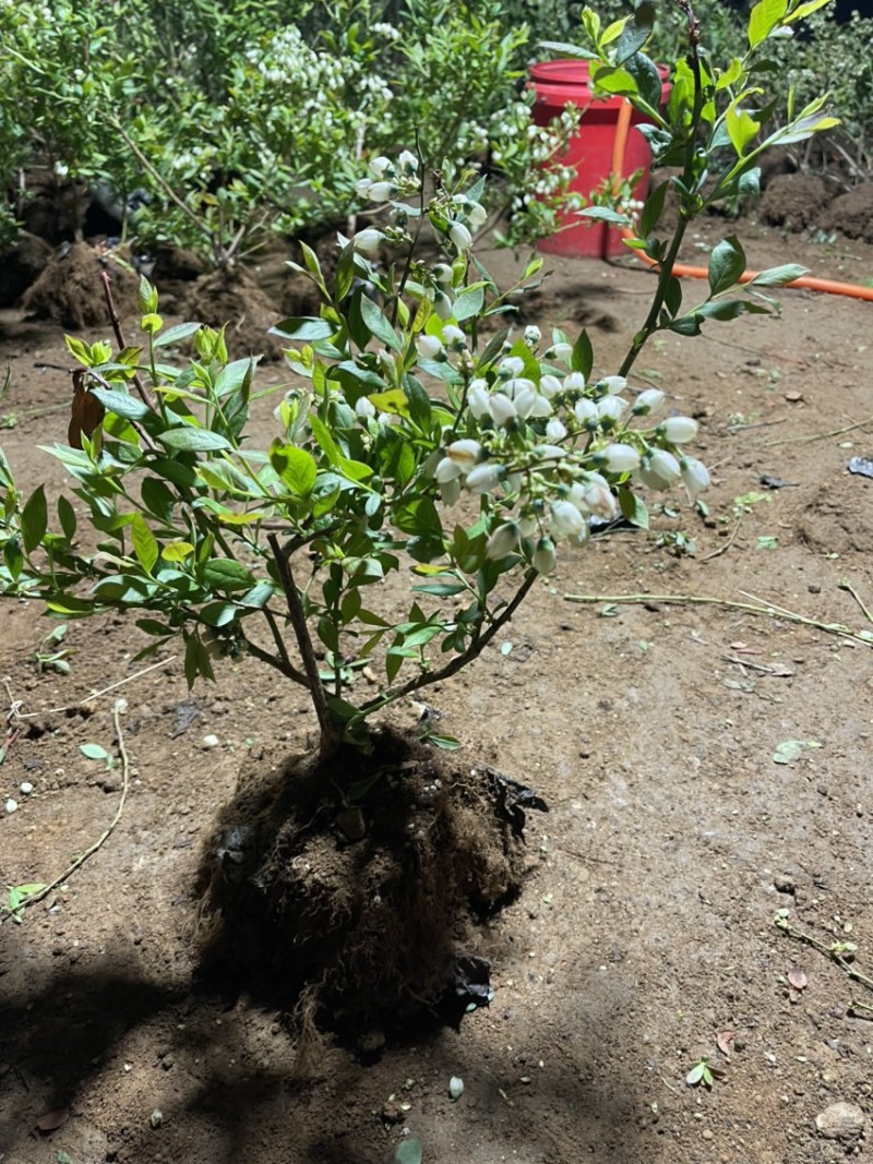 L11蓝莓盆栽，带土球发货、个头大产量高口感甜